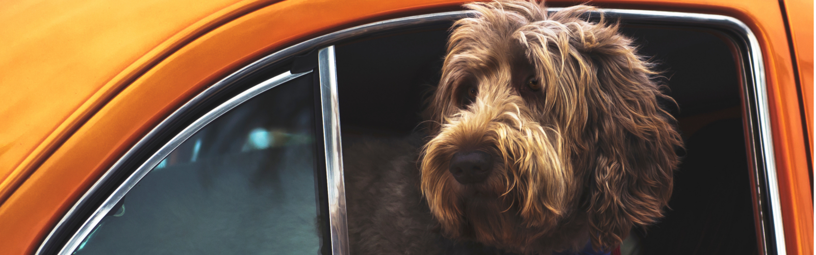 Dog in orange car with head out window